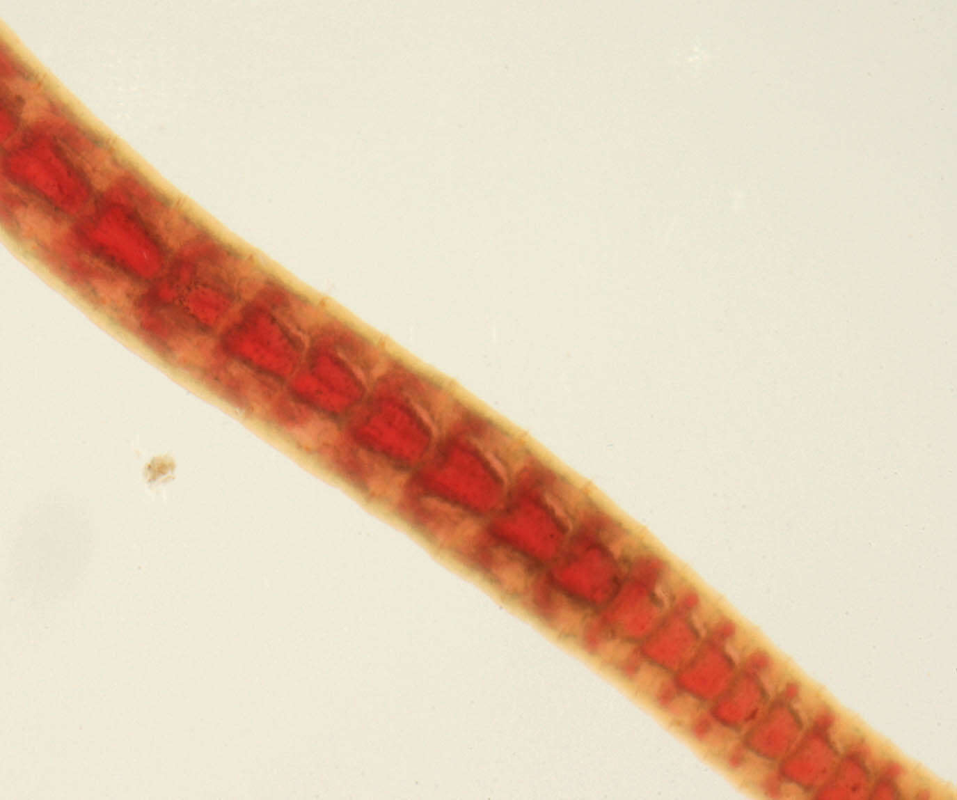 Image of Lumbriculidae