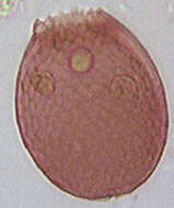 Слика од Assulina muscorum