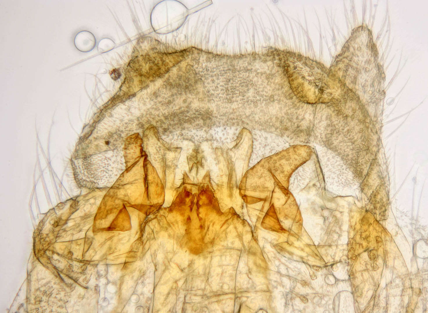 Image of Wood gnat