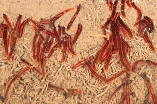 Image of California blackworm