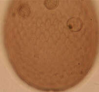 Image of Assulina muscorum