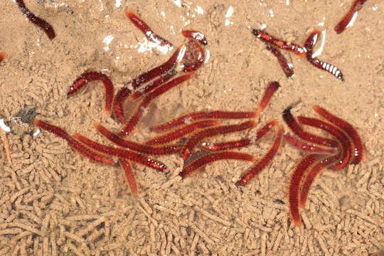 Image of California blackworm