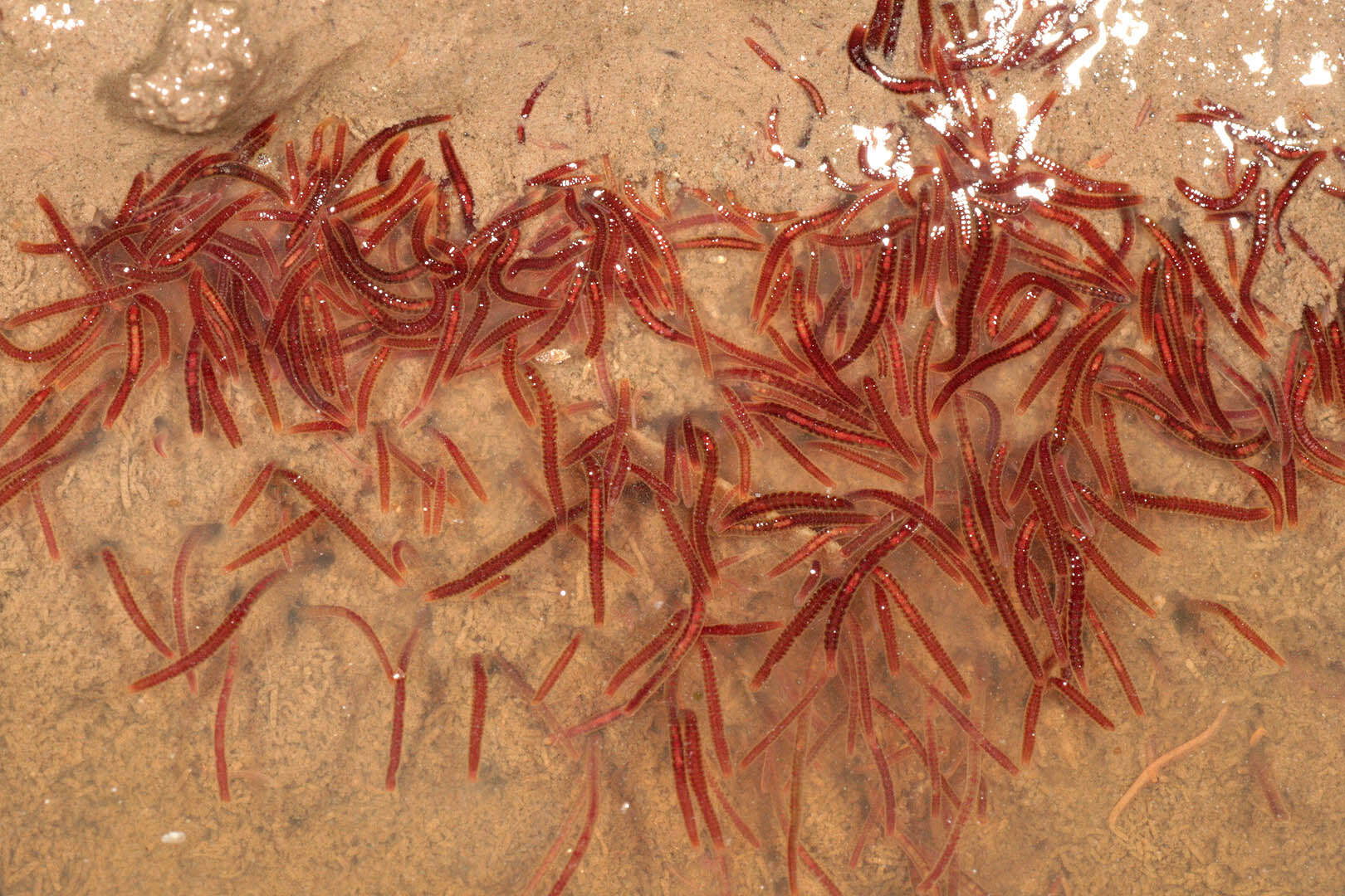 Image of California blackworm