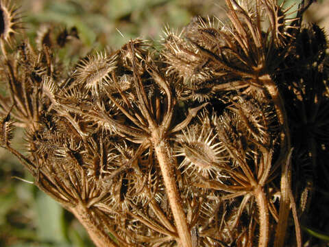 Imagem de Daucus carota subsp. carota