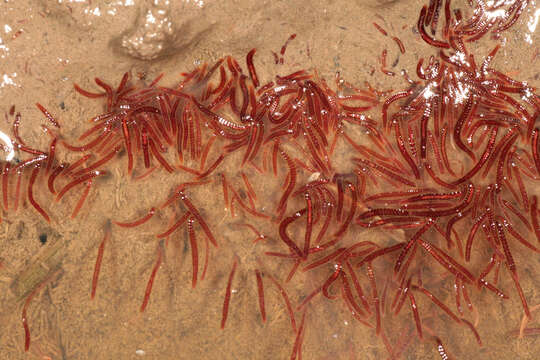 Image of California blackworm