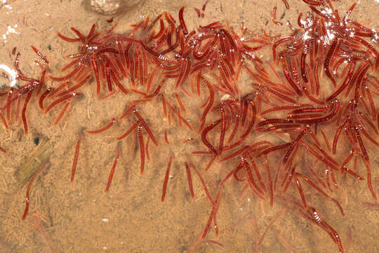 Image of California blackworm