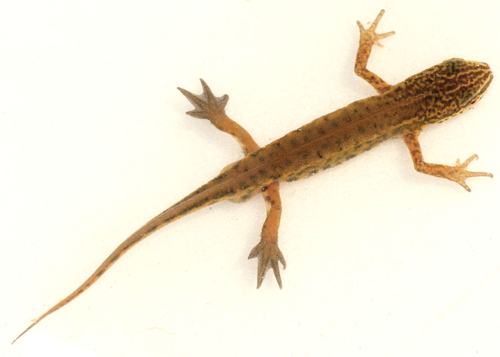 Image of Palmate newt