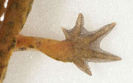 Image of Palmate newt