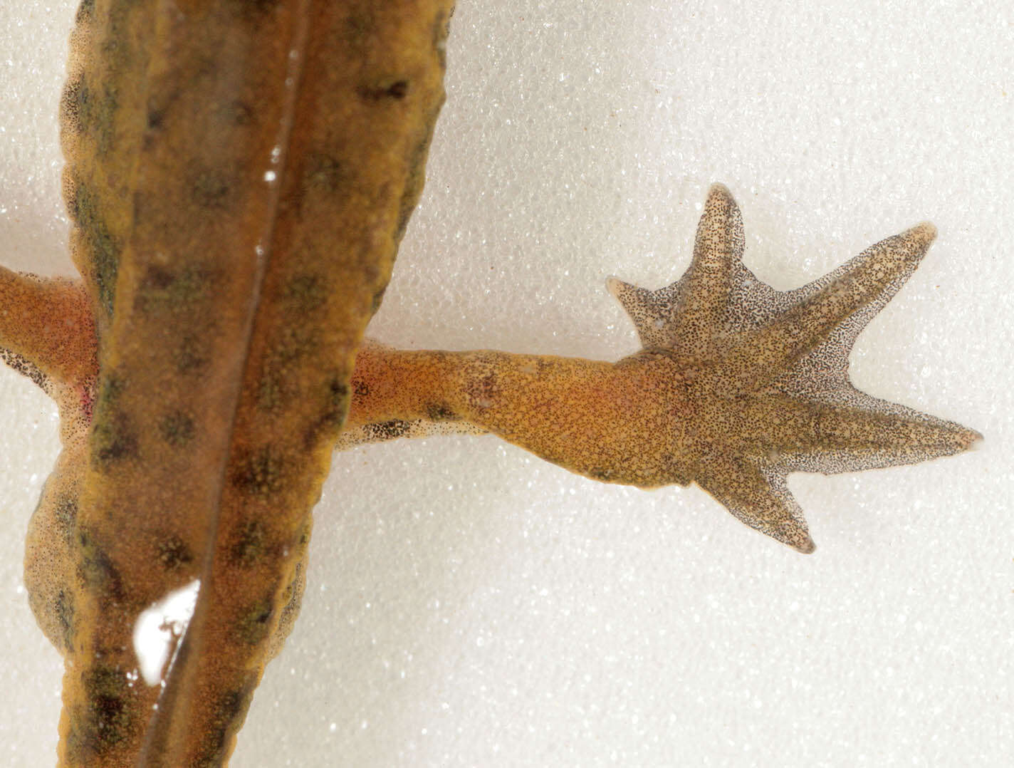 Image of Palmate newt