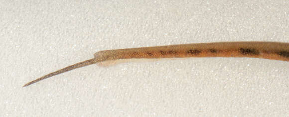 Image of Palmate newt