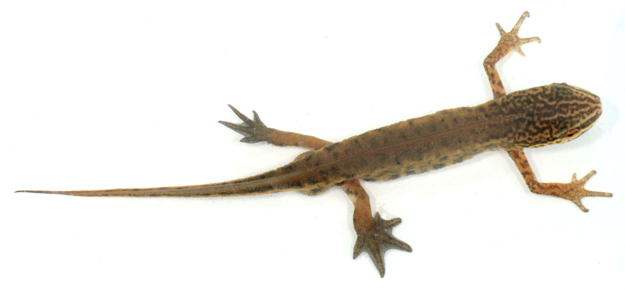 Image of Palmate newt