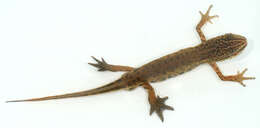 Image of Palmate newt