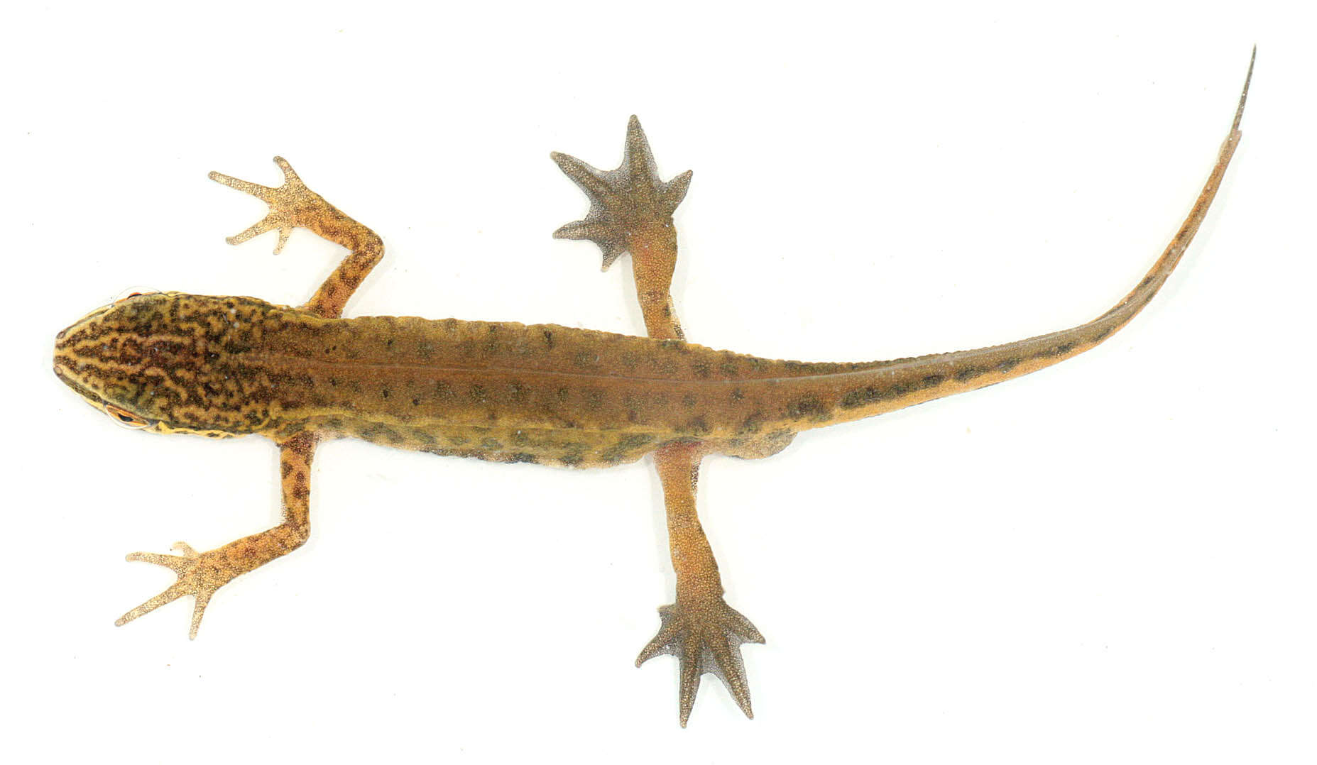 Image of Palmate newt