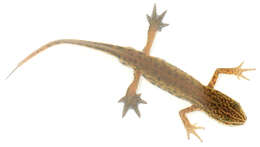 Image of Palmate newt