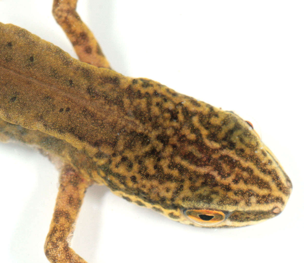 Image of Palmate newt