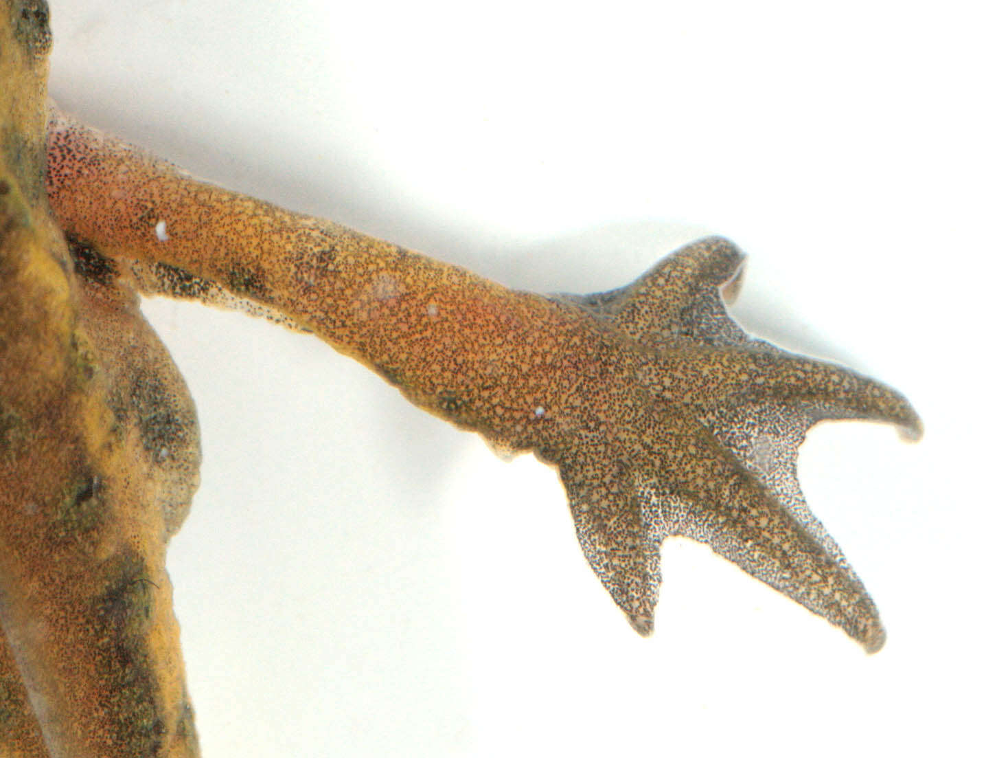 Image of Palmate newt