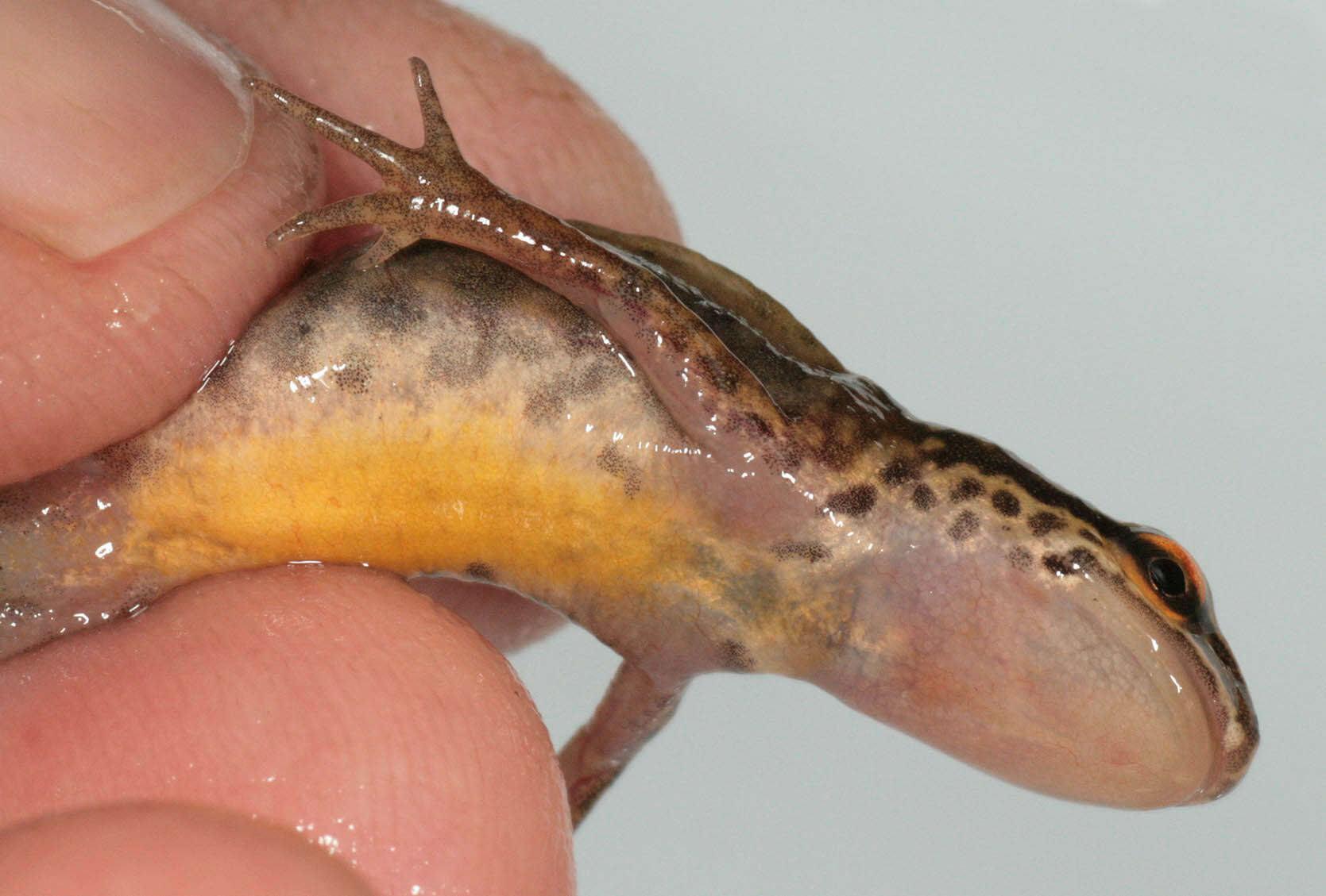 Image of Palmate newt