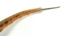 Image of Palmate newt