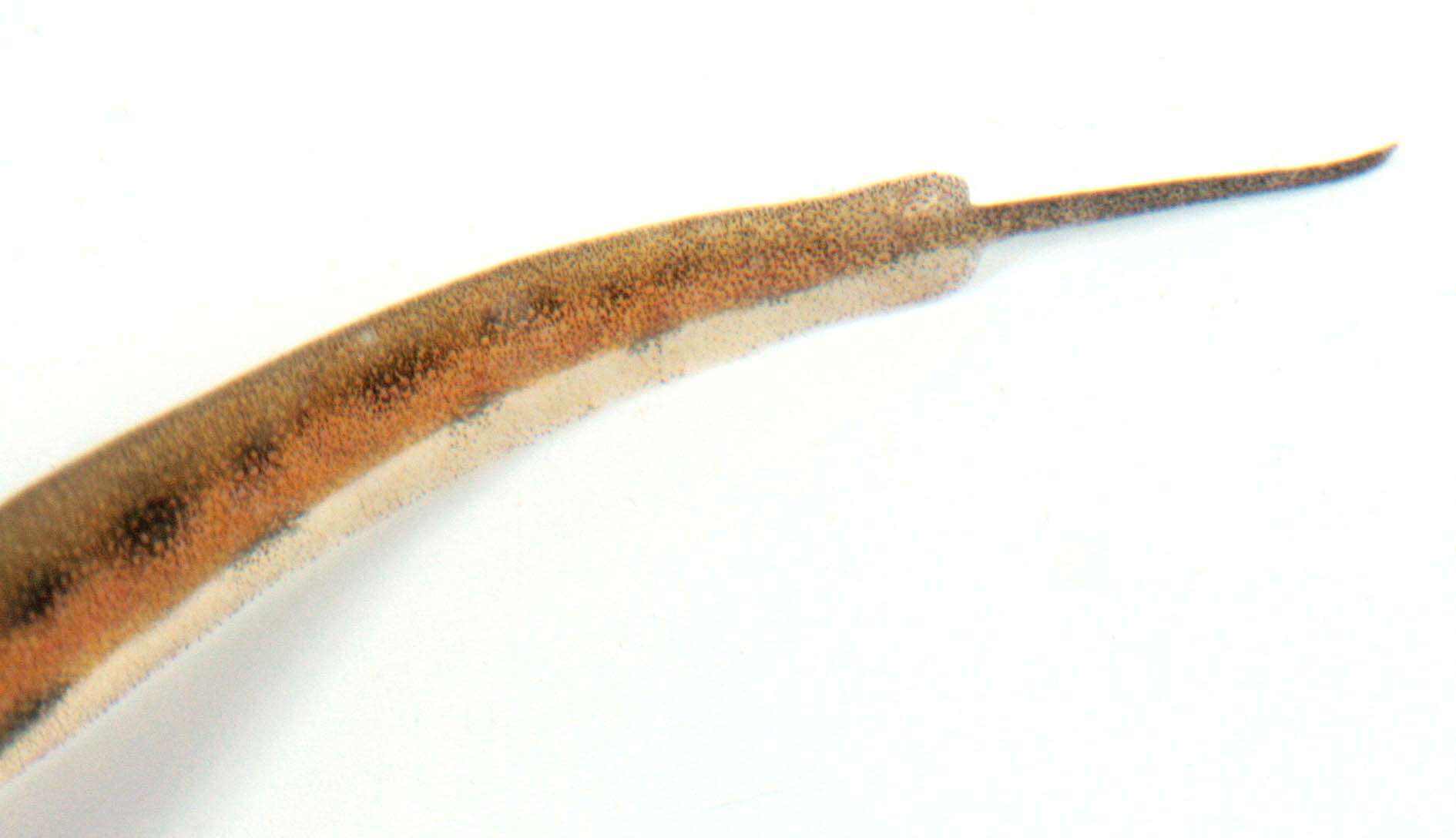 Image of Palmate newt