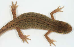 Image of Palmate newt