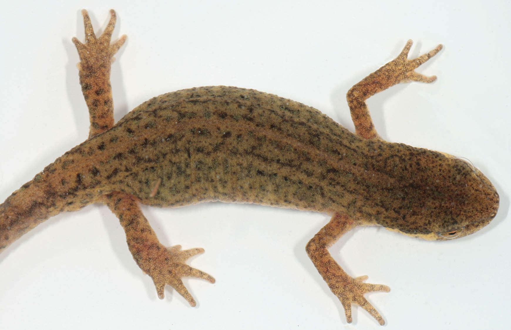 Image of Palmate newt