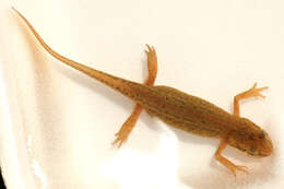 Image of Palmate newt