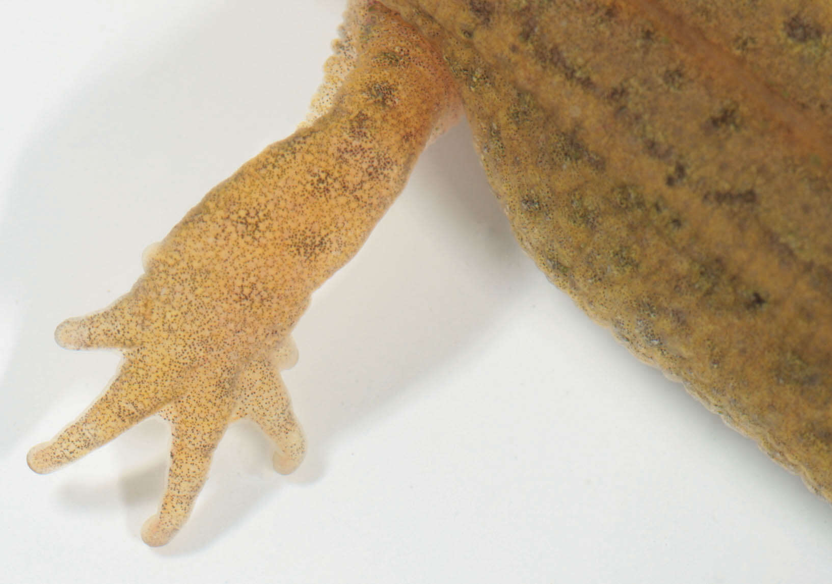 Image of Palmate newt