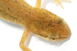 Image of Palmate newt