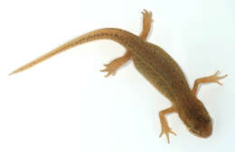 Image of Palmate newt