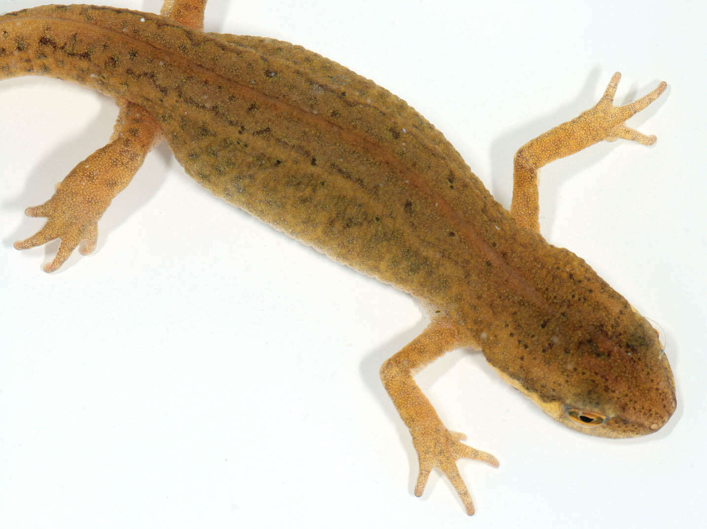 Image of Palmate newt