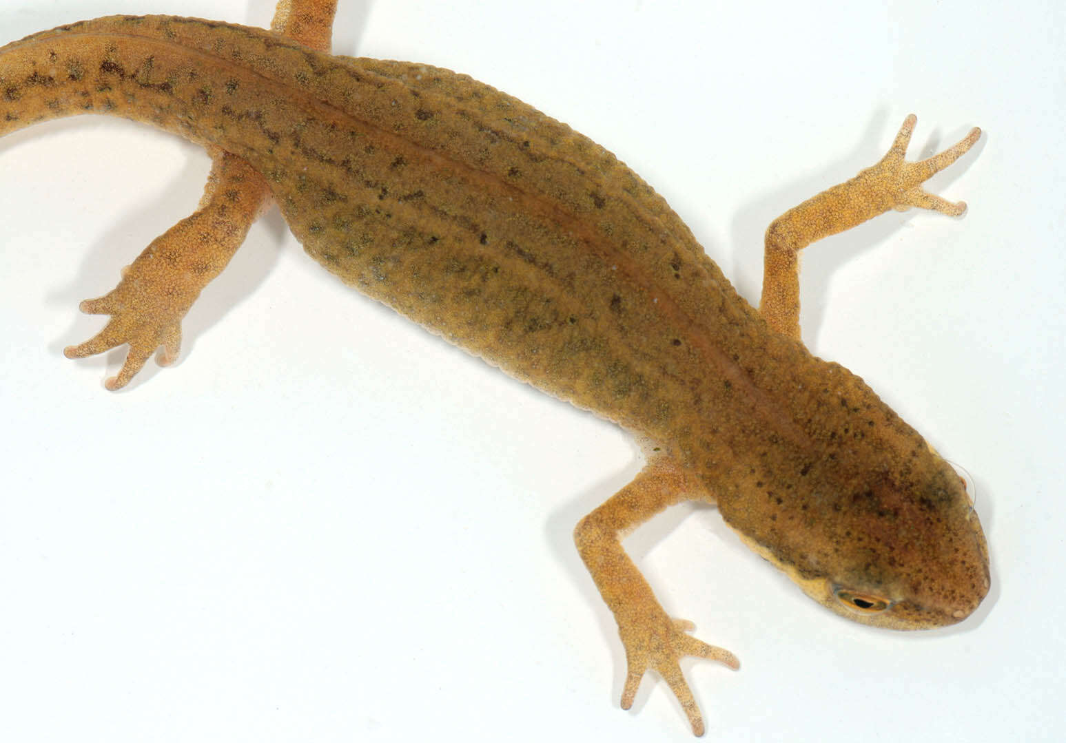 Image of Palmate newt