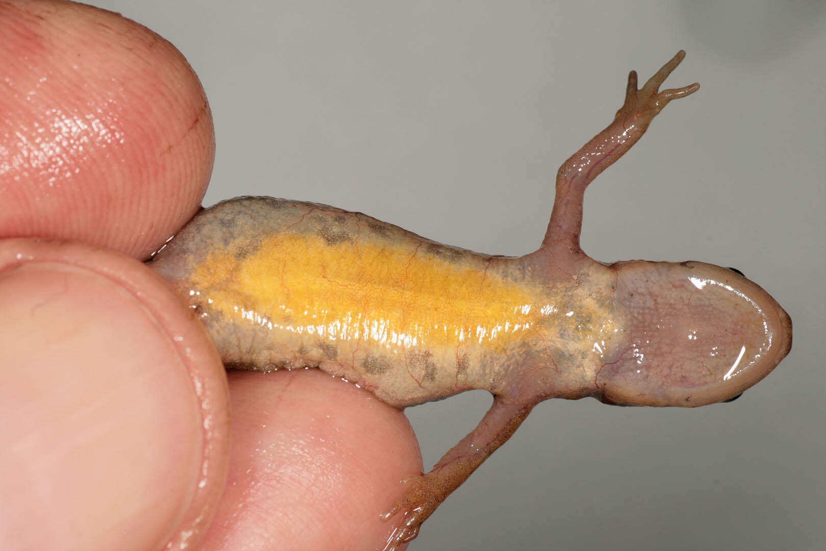 Image of Palmate newt