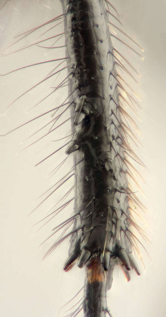 Image of Dilophus febrilis (Linnaeus 1758)