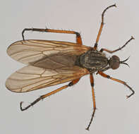 Image of Empis opaca Meigen 1804