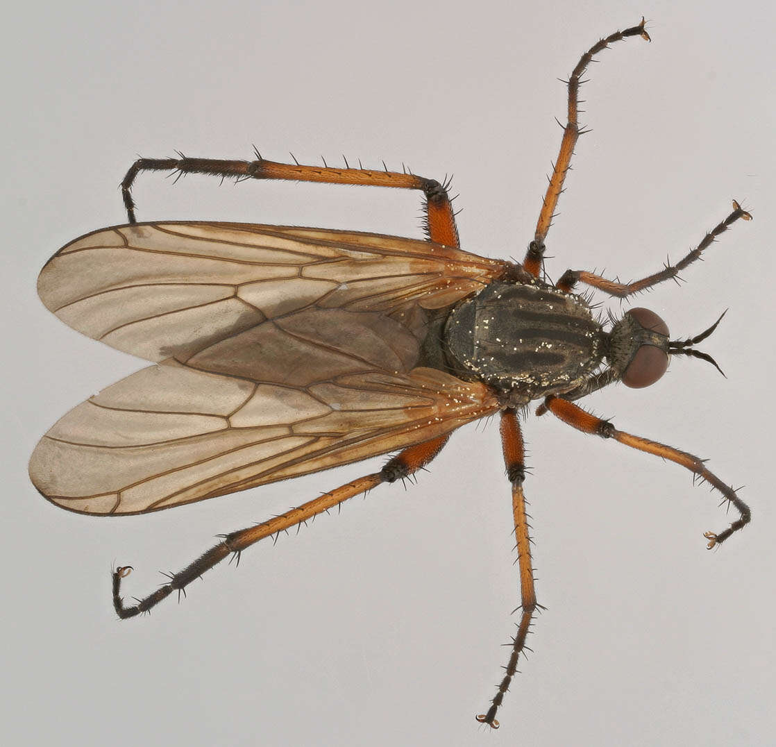 Image of Empis opaca Meigen 1804