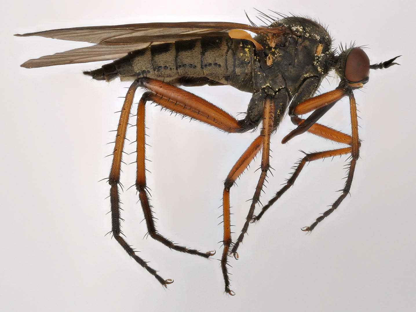 Image of Empis opaca Meigen 1804