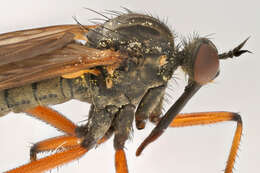 Image of Empis opaca Meigen 1804