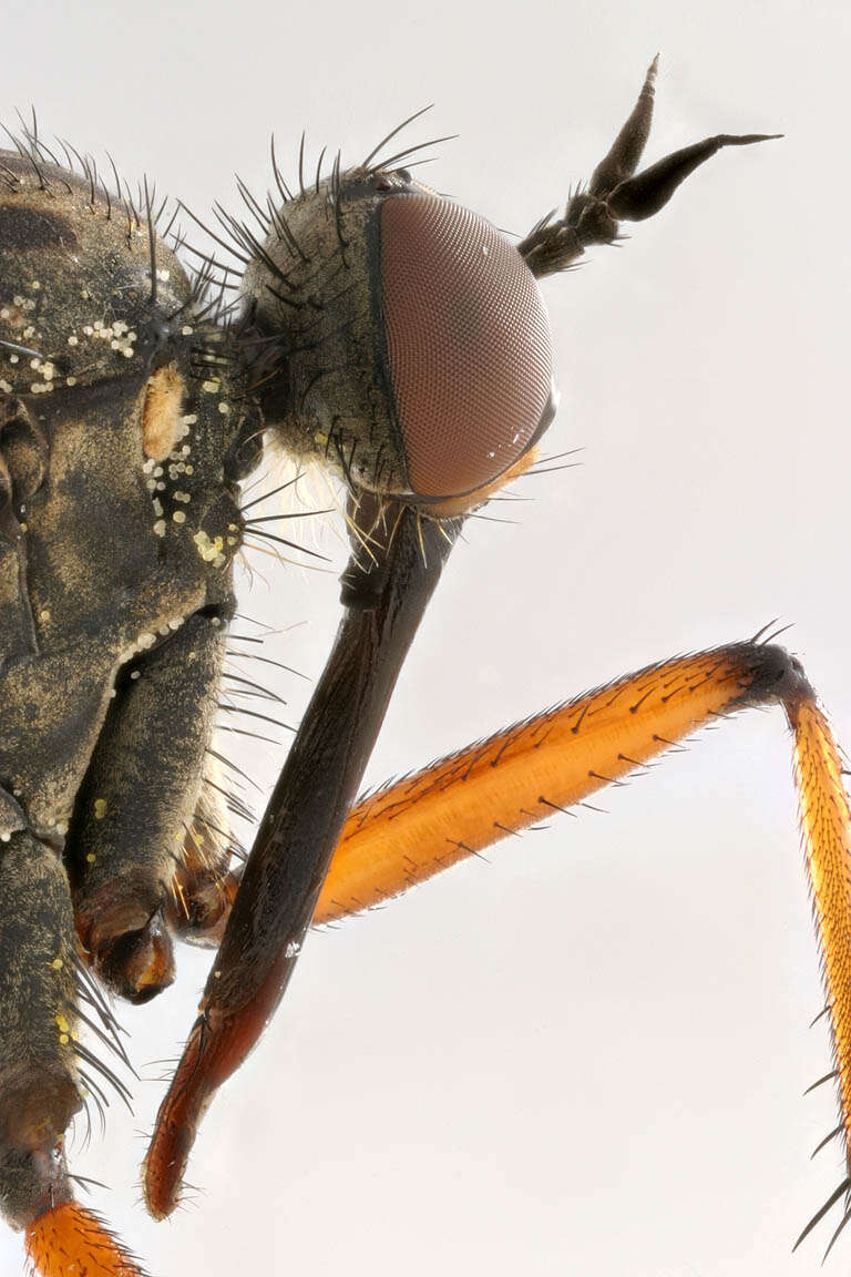 Image of Empis opaca Meigen 1804