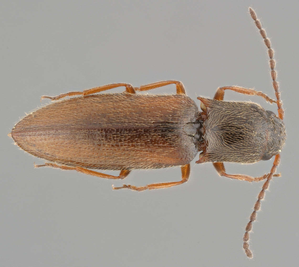 Image of Agriotes pallidulus