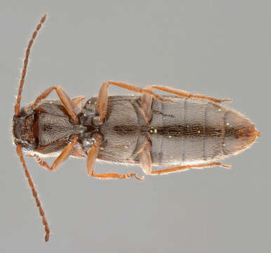 Image of Agriotes pallidulus