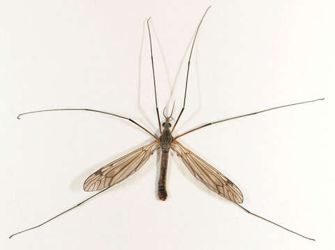 Image of Tipula (Pterelachisus) pabulina Meigen 1818