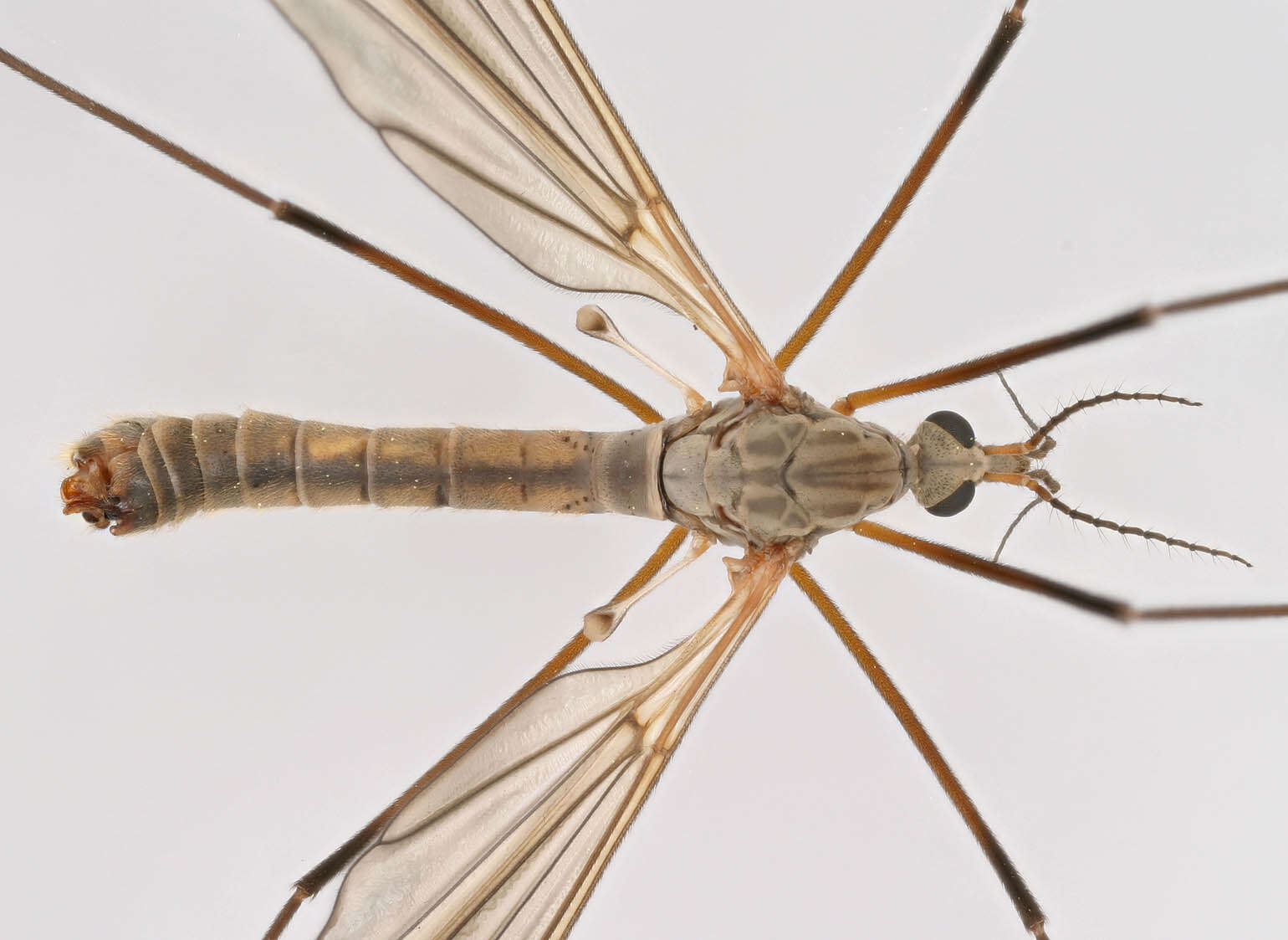 Image de Tipula (Pterelachisus) pabulina Meigen 1818