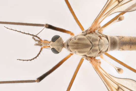 Image of Tipula (Pterelachisus) pabulina Meigen 1818