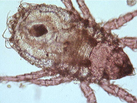 Image of water mites