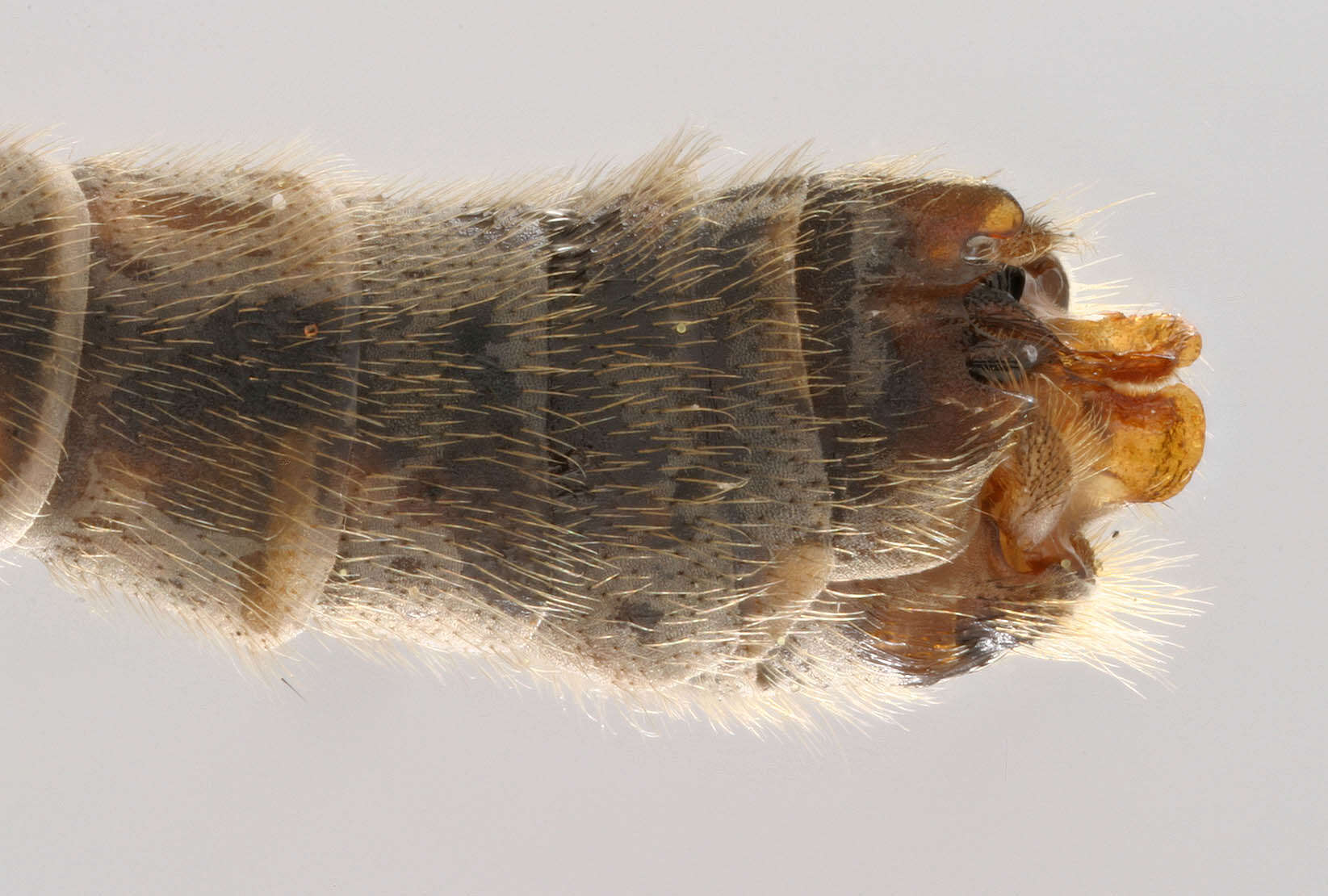 Image de Tipula (Pterelachisus) pabulina Meigen 1818