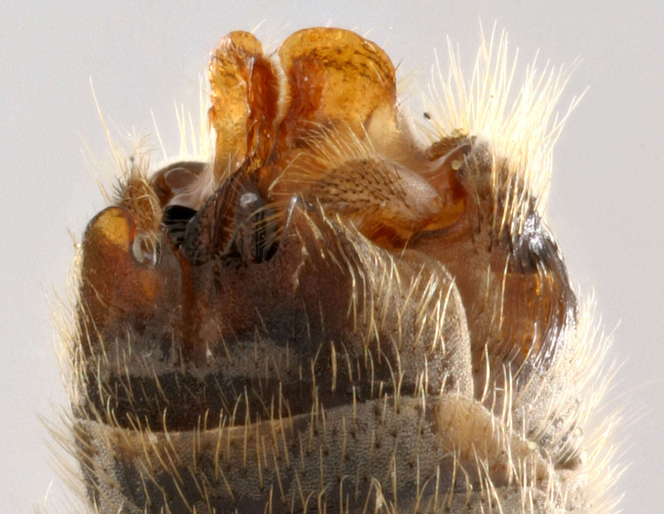 Image of Tipula (Pterelachisus) pabulina Meigen 1818