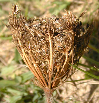 Imagem de Daucus carota subsp. carota