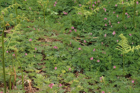 Image of Pacific bleeding heart