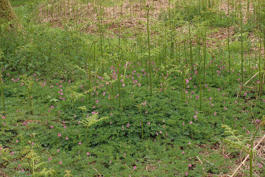 Image of Pacific bleeding heart