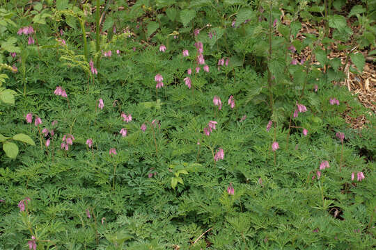 Image of Pacific bleeding heart